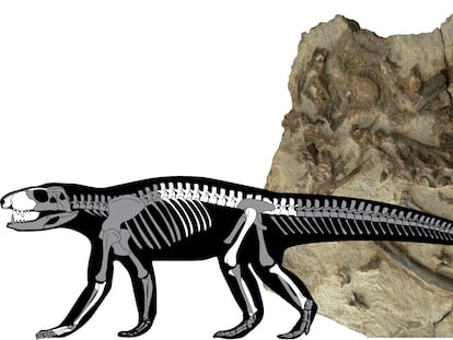 Aspecto del fósil ya restaurado y silueta del esqueleto con los elementos anatómicos identificados (en blanco) / Instituto Catalán de Paleontología.