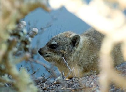 El damán de El Cabo <i>(Procavia capensis),</i> el pariente vivo más cercano del elefante, coexistió con los dinosaurios.