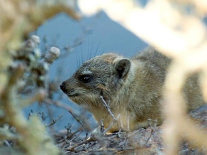 El damán de El Cabo <i>(Procavia capensis),</i> el pariente vivo más cercano del elefante, coexistió con los dinosaurios.