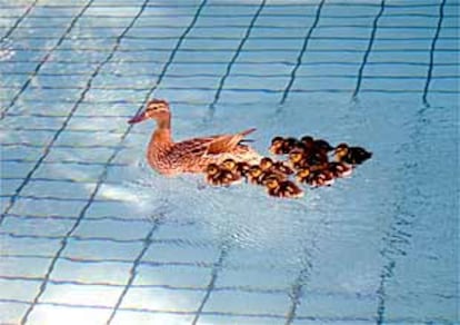 Los patos nadaban a primeras horas de la mañana de ayer en la piscina del Canoe.