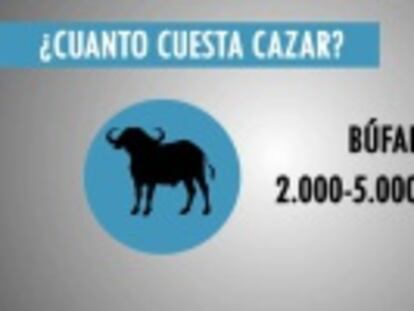 Un León 50.000 dólares, un elefante 25.000...te contamos los precios que se pagan por cazar a los animales más preciados