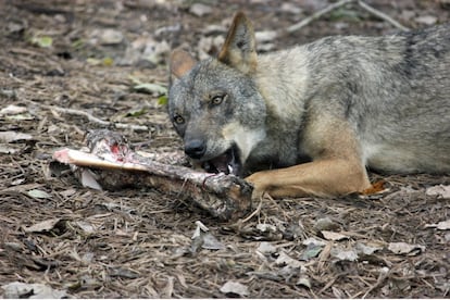 Thanks to AI techniques, researchers identified that humans accessed the meat of their prey first, while wolves consumed the remains later.