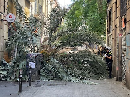 La palmera ha caído en la calle Joaquím Costa del barrio del Raval.