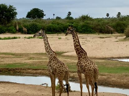 Una pareja de jirafas en el Parque Nacional Nyerere, el más grande de Tanzania y uno de los mayores del mundo.