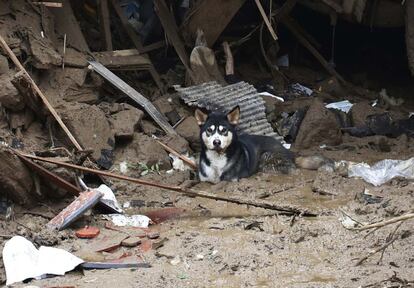 Un perro intenta resguardarse en una casa destrozada.