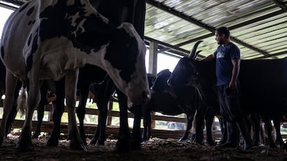El ganadero Fabián Vargas prepara a las vacas para desparasitarlas en la finca el Jordan, en el municipio de la Montañita, Caquetá.