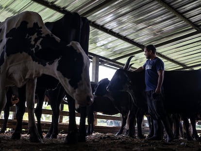 El ganadero Fabián Vargas prepara a las vacas para desparasitarlas en la finca el Jordan, en el municipio de la Montañita, Caquetá.