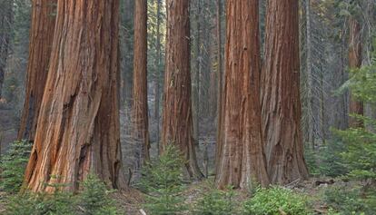 Secuoyas gigantes, en el Parque Nacional de secuoyas de California.