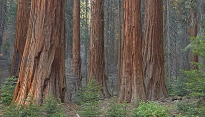 Secuoyas gigantes, en el Parque Nacional de secuoyas de California.