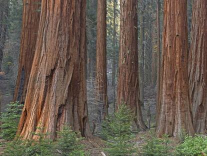 Secuoyas gigantes, en el Parque Nacional de secuoyas de California.