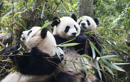 Encara que la dieta del panda es basa un 99% en el bambú, el seu aparell digestiu continua sent el d'un carnívor.