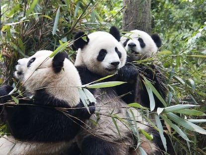 Embora a dieta do panda se baseie em 99% no bambu, seu aparelho digestivo continua sendo o de um carnívoro.