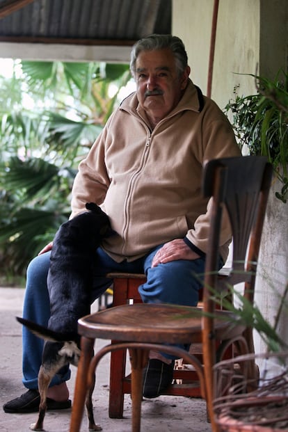 José Mujica, juega con sus perros en su granja en Rincón del Cerro, Montevideo (Uruguay), el 27 de noviembre de 2009, dos días antes de la segunda vuelta de las elecciones presidenciales, cuando era candidato del partido Frente Amplio.