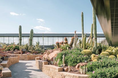 Mercedes García, ideologa de Desert City, nos ha contado algunas cosas curiosas sobre los cactus. "Con ellos puedes dormir. No son un tipo de planta que te robe el oxígeno", asegura.