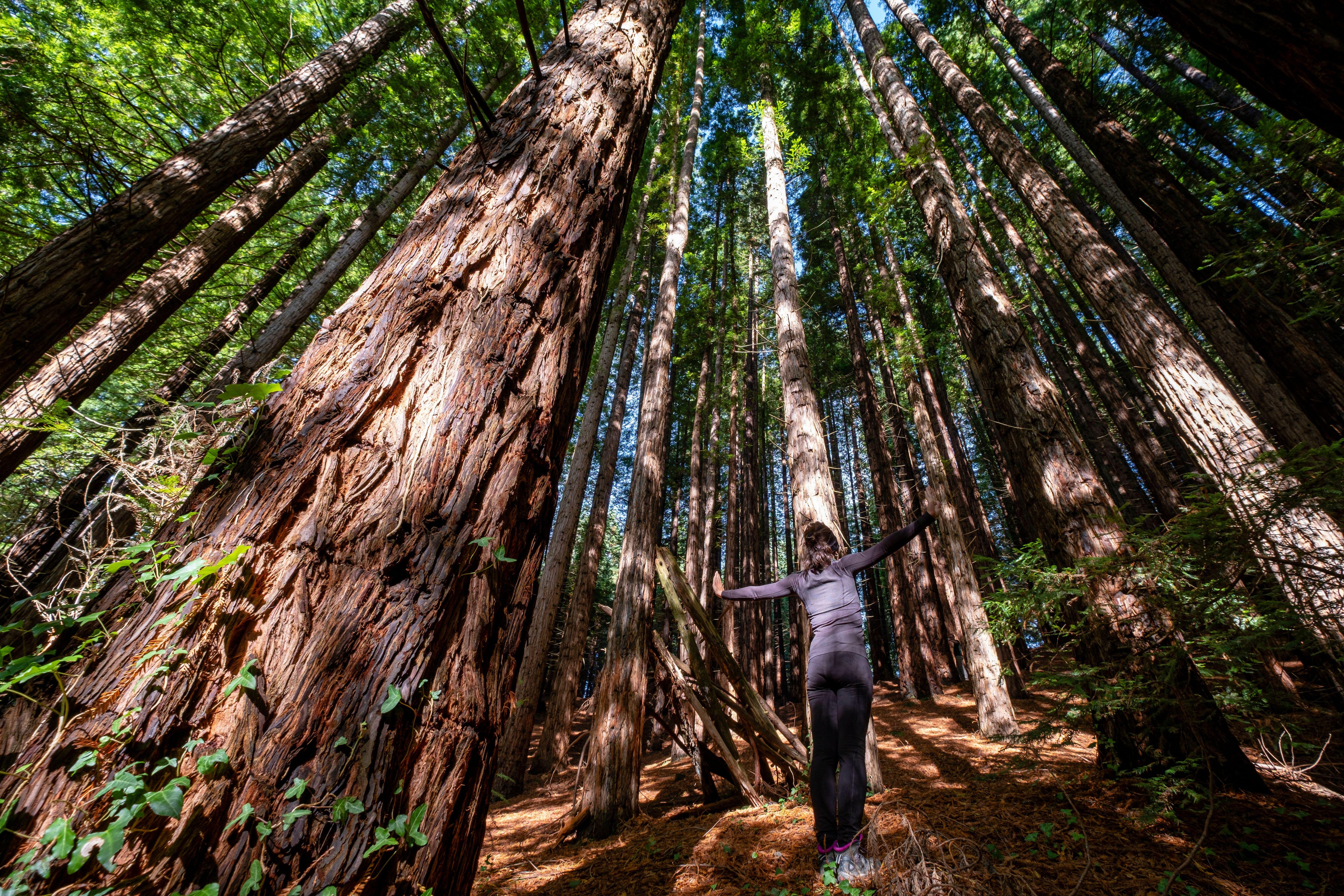 Seis bosques en España para una excursión bajo los árboles más grandes 