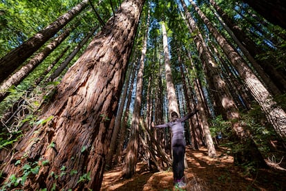 Bosques España