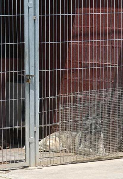 El perro que mató a la niña, ayer en la perrera de Vilanova i la Geltrú.