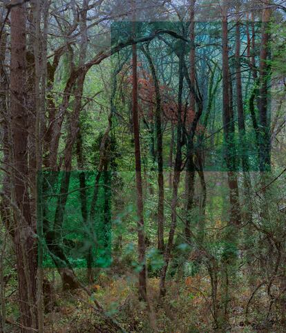 El bosque del Esquinazo, en el extremo este de los jardines de La Granja.