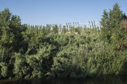 Una subestación eléctrica medio oculta por el bosque de ribera del río Manzanares.