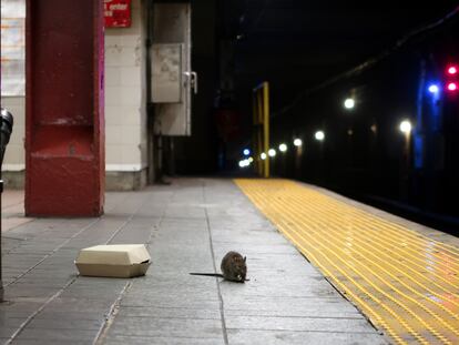 Una rata comiendo en la estación de metro Herald Square, en Nueva York.