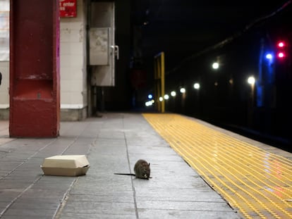 Una rata en un andén del metro de Nueva York.