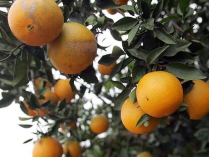 Una imagen de archivo de una plantación valenciana de naranjas.