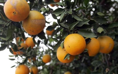 Una imagen de archivo de una plantación valenciana de naranjas. Los cítricos se quedarán sin las ayudas europeas por el cierre de la frontera rusa.