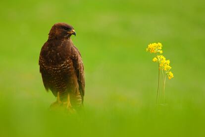 Busardo ratonero, <i>Buteo buteo,</i> en Barruelo de Villarcayo, Burgos.