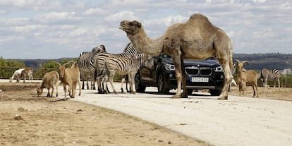 Un coche pasando por en medio de los animales en el Safari de Madrid