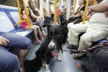 Jazz se da su primer paseo en el metro de Madrid acompañado de su dueña Eva, el 7 de julio de 2016, el primer día en el que se permitió la entrada de perros en los vagones.