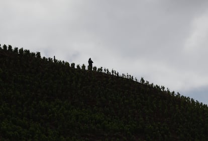 A coca crop in Suárez (Cauca), September 19.