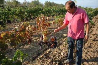 Francesc Montcusí, junto a sus viñas.