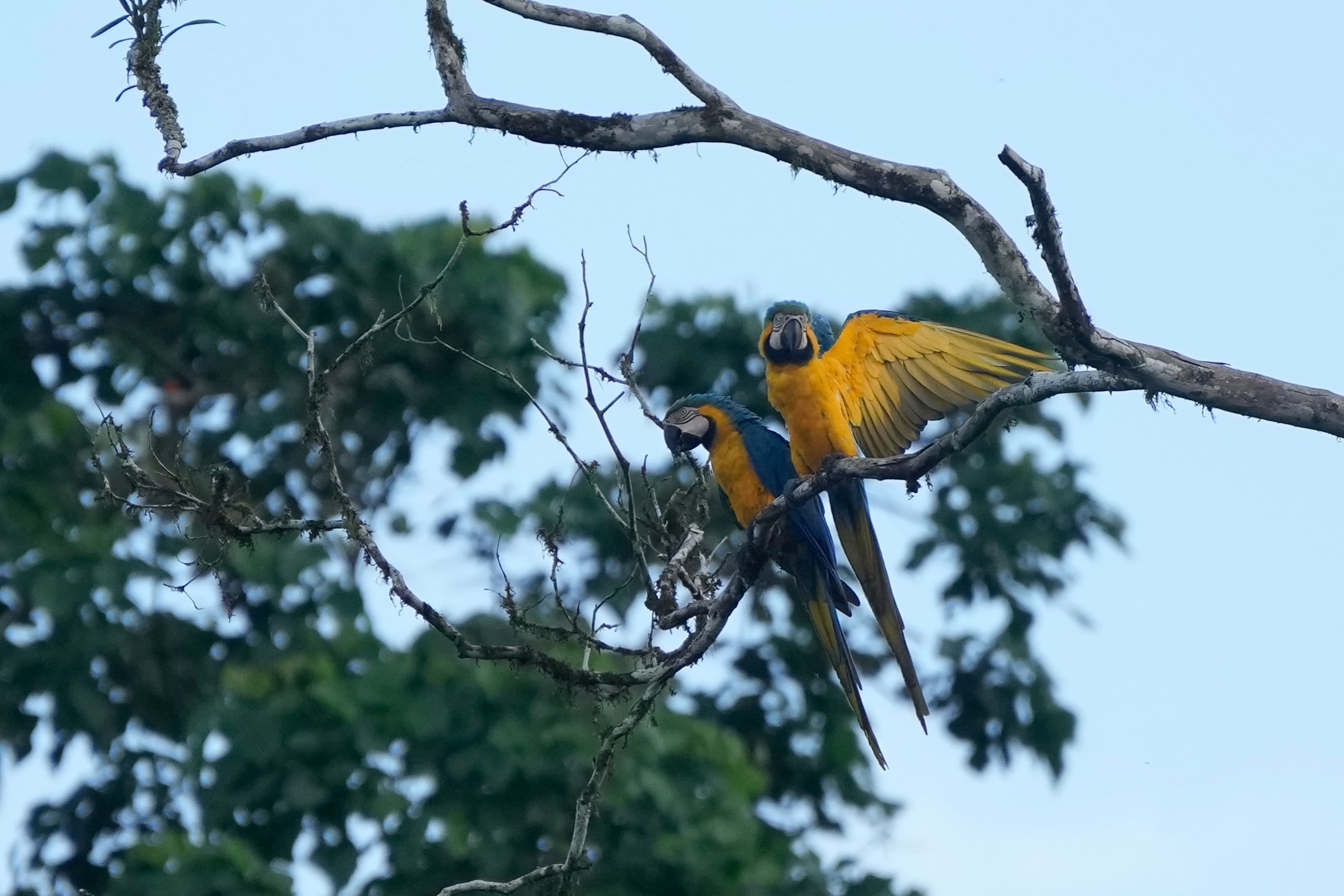 Cana: de enclave minero a monitoreo de biodiversidad en el Darién profundo
