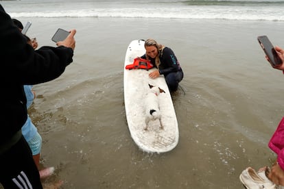 Este fin de semana se llevó a cabo el Campeonato Mundial de Surf Canino en las costas de la ciudad de Pacífica, en California (Estados Unidos). En la imagen, Sausage y su dueña, Charlotte, después de montar una ola en la competencia.