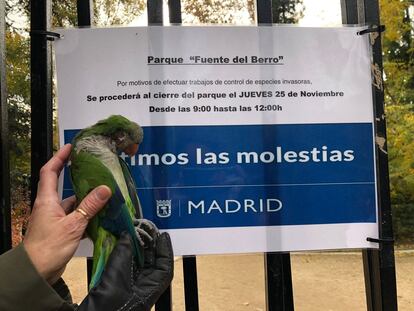 Una cotorra abatida en el parque de la Fuente del Berro, en el madrileño barrio de Salamanca, en una imagen tomada por una vecina este jueves.