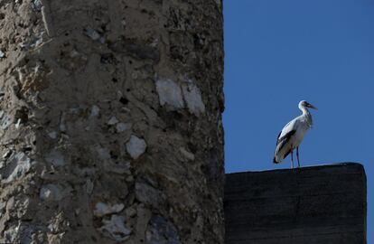 Además de los cernícalos primilla, también una pareja de cigüeñas ha colocado su nido en el castillo.