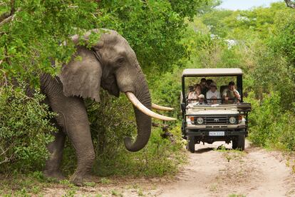 El Parque de Elefantes de Tembe, en el norte, se creó en 1983 para proteger a los ejemplares que migraban entre Maputaland y el sur de Mozambique, huyendo de los furtivos.