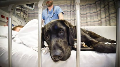 Un perro labrador acompaña a un niño autista en un hospital.