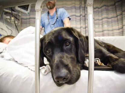 Un perro labrador acompaña a un niño autista en un hospital.