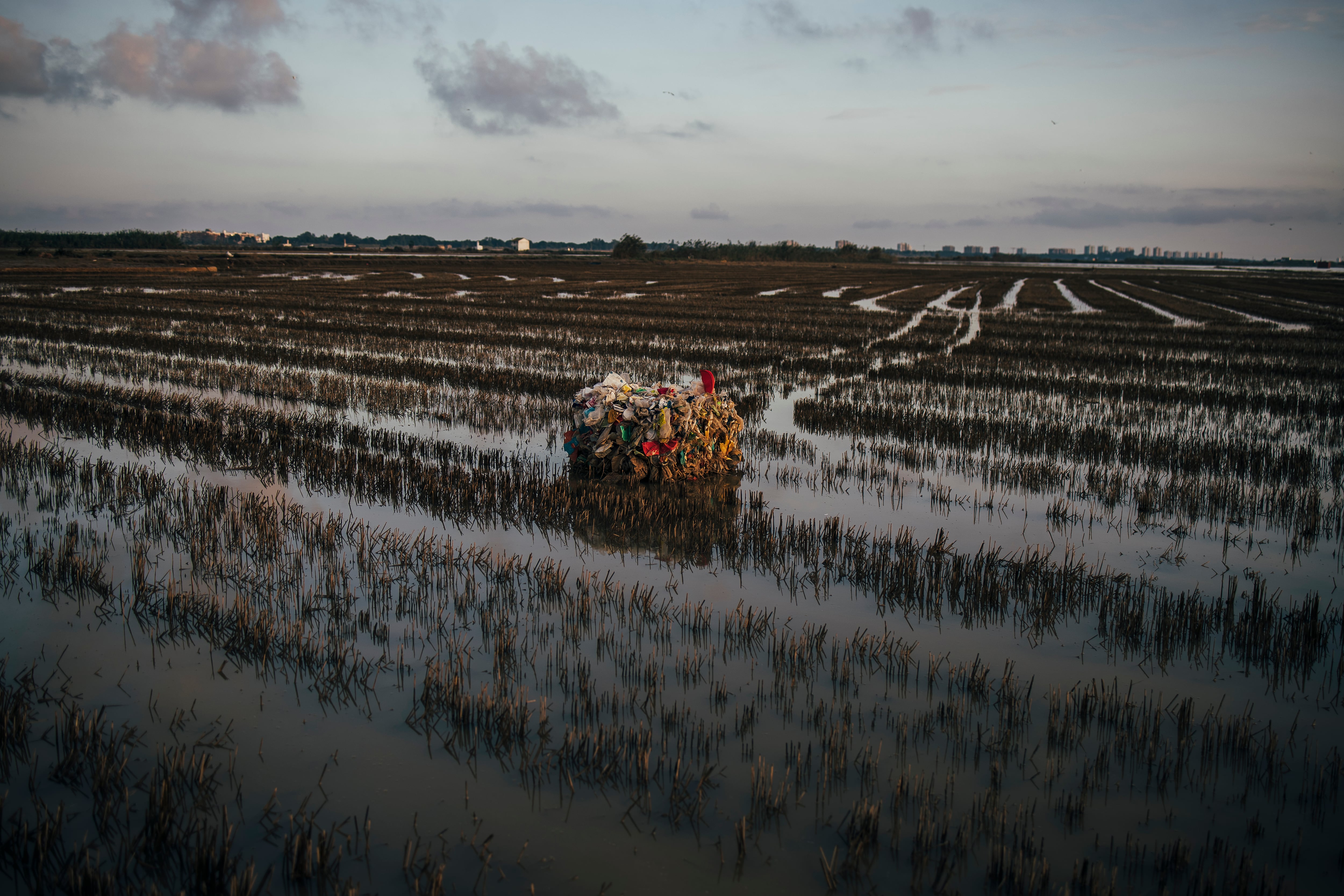 12 arroceros del sur de la Albufera piden cuentas a Catalá por excluirlos de los fondos para la restauración