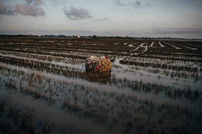 Reportaje sobre la contaminación en los arrozales del Parque Natural de la Albufera, el 19 de noviembre. En la zona afectada por la riada se han depositado residuos de diversa índole, incluidos medicamentos procedentes de una farmacéutica cercana. Entre los restos destaca un fardo compactado de una empresa de reciclaje de residuos, arrastrado hasta este espacio protegido. La acumulación de basura pone en evidencia la magnitud de los daños en este entorno natural.