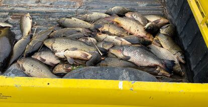 Peces muertos aparecidos en el río Besòs.