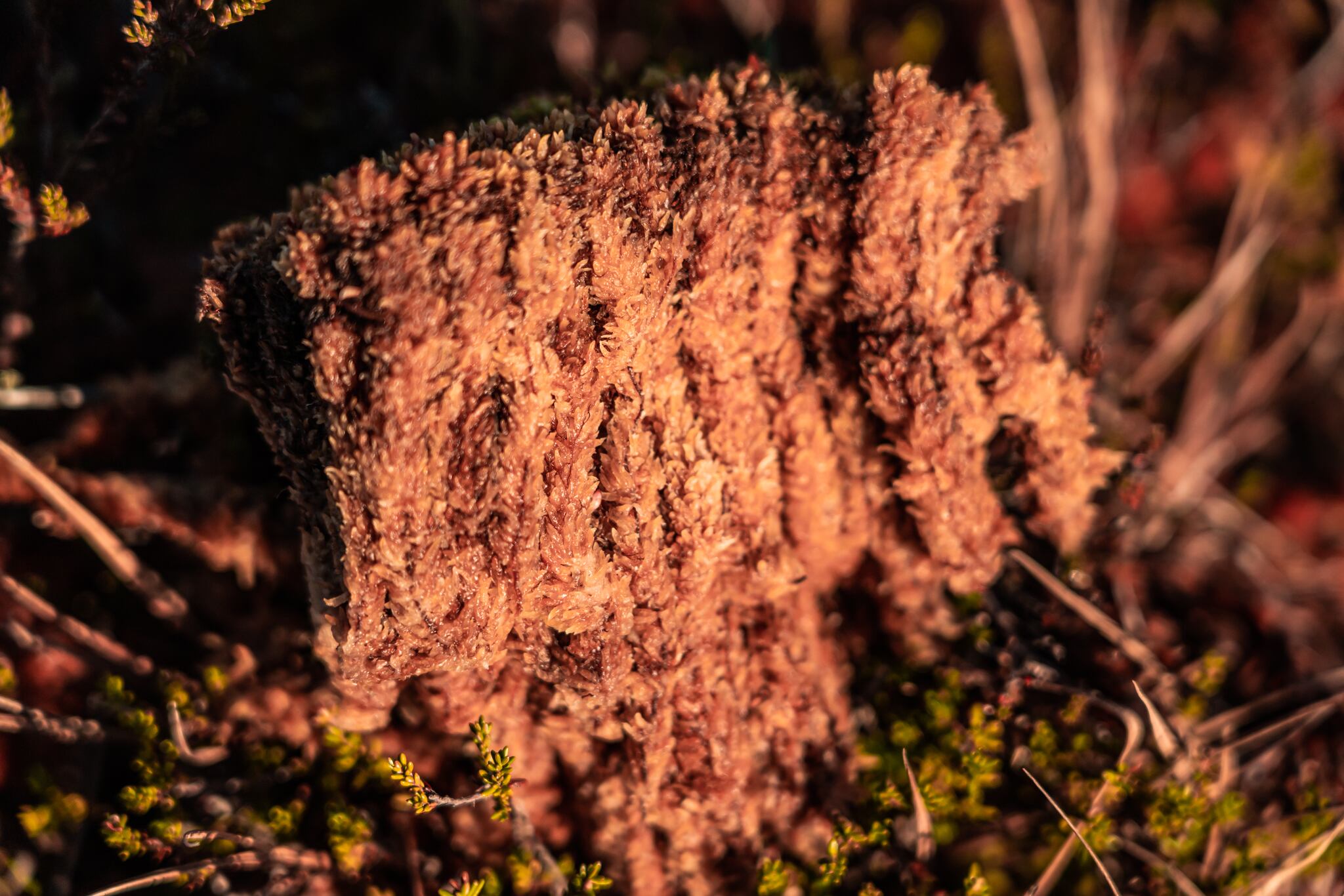 Pompones en una de las turberas de la Patagonia.