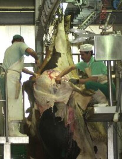 Operarios del matadero de La Plana, ayer, sacrificando una de las vacas.