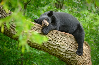 Un oso negro duerme en el tronco de un árbol.