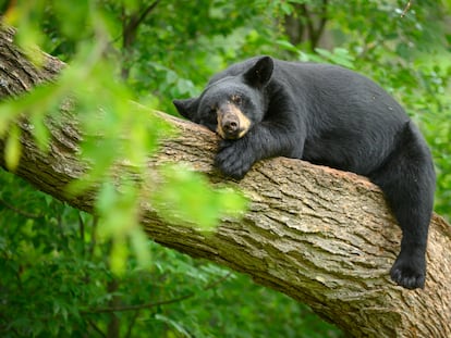 Un oso negro duerme en el tronco de un árbol.