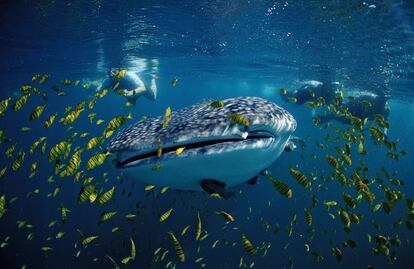 La diversidad de este continente no solo cobra presencia en sus bosques y selvas, sino también en sus mares. Tan solo en el Mar de Cortés, en el Golfo de California, habita el 39% de los mamíferos marinos conocidos en el mundo y un tercio de los cetáceos. 