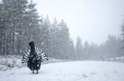 UROGALLO ANTE EL TEMPORAL. REINO UNIDO. Es una de las aves en mayor peligro de extinción en el Viejo Continente. Este extraordinario ejemplar macho fue retratado en pleno invierno en un bosque de pinos de Escocia.