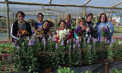 Las floricultoras del proyecto Obispo Trejo Florece, junto a algunos de los brotes que han cosechado en un invernadero en la localidad de Obispo Trejo, en Córdoba, Argentina