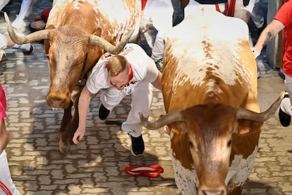 A runner between two steers at the entrance to the bullring.